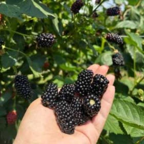 Blackberries