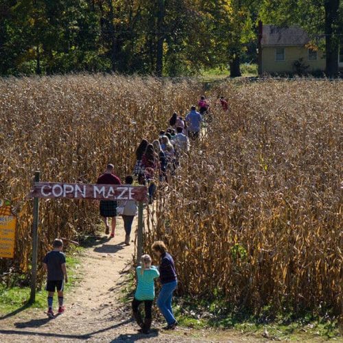 FB-CornMaze