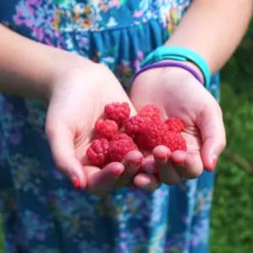 RaspberryPicking
